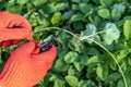 a gardener cuts a young strawberry mustache with a pruner Royalty Free Stock Photo