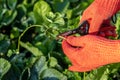 a gardener cuts a young strawberry mustache with a pruner Royalty Free Stock Photo