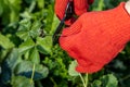 a gardener cuts a young strawberry mustache with a pruner Royalty Free Stock Photo