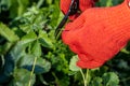 a gardener cuts a young strawberry mustache with a pruner Royalty Free Stock Photo