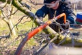 Gardener is cutting branch, pruning fruit tree, with hand using bow saw