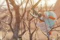 Gardener cutting branches in cherry fruit orchard with pruning shears Royalty Free Stock Photo