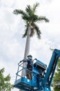 Gardener cutting branches on crane basket. unsafe concept Royalty Free Stock Photo