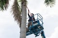 Gardener cutting branches on crane basket. unsafe concept Royalty Free Stock Photo