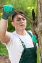 Gardener cutting branches Royalty Free Stock Photo