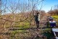 Gardener is cutting branches, pruning fruit trees with long shears in the orchard Royalty Free Stock Photo