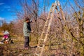 Gardener is cutting branches, pruning fruit trees with long shears in the orchard Royalty Free Stock Photo