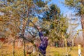 Gardener is cutting branches, pruning fruit trees with long shears in the orchard Royalty Free Stock Photo