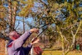 Gardener is cutting branches, pruning fruit trees with long shears in the orchard Royalty Free Stock Photo