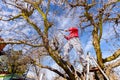 Gardener is cutting branches, pruning fruit trees with pruning shears in the orchard