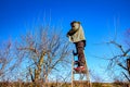 Gardener is cutting branches, pruning fruit trees with pruning shears in the orchard Royalty Free Stock Photo