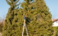 Gardener cutting the branches of a tall pine tree with cutter trimming in the garden Royalty Free Stock Photo