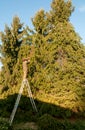 Gardener cutting the branches of a tall pine tree with cutter trimming in the garden Royalty Free Stock Photo