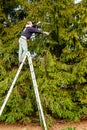 Gardener cutting the branches of a tall pine tree with cutter trimming in the garden Royalty Free Stock Photo