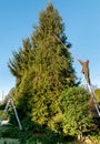 Gardener cutting the branches of a tall pine tree with cutter trimming. Royalty Free Stock Photo