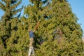 Gardener cutting the branches of a tall pine tree with cutter trimming. Royalty Free Stock Photo