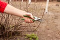 Gardener is cutting a currant with a pruner closeup.