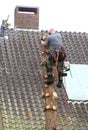 Worker is cutting down a tree, Netherlands