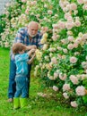 Gardener cutting flowers in his garden. A grandfather and a toddler are working in flowers park. Father and son grows Royalty Free Stock Photo