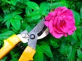 Gardener cutting a hedge with a garden pruner, close up. Single pruner. Female hands with pruner cut Apple tree, close up.