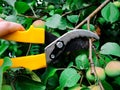 Gardener cutting a hedge with a garden pruner, close up. Single pruner. Female hands with pruner cut Apple tree, close up.