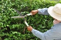 Gardener cutting hedge with grass shears Royalty Free Stock Photo