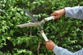 Gardener cutting hedge with grass shears Royalty Free Stock Photo