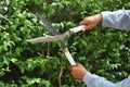 Gardener cutting hedge with grass shears