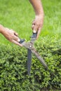 Gardener cutting a hedge with a hand shears