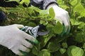 Gardener cutting a hedge hydrangea with a garden pruner, close uppruning bushes, Pruning a hydrangea bush