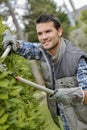 Gardener cutting hedge with secateurs