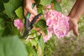 Gardener cutting hydrangea with secateurs outdoors, closeup Royalty Free Stock Photo