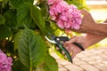 Gardener cutting hydrangea with secateurs outdoors, closeup Royalty Free Stock Photo