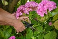 Gardener cutting hydrangea with secateurs outdoors, closeup Royalty Free Stock Photo