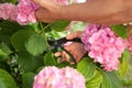 Gardener cutting hydrangea with secateurs outdoors, closeup Royalty Free Stock Photo