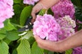 Gardener cutting hydrangea with secateurs outdoors, closeup Royalty Free Stock Photo