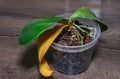 Gardener cutting off wilted yellow orchid leaf