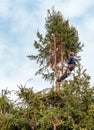 Gardener is cutting tall pine tree in the garden in winter Royalty Free Stock Photo