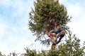 Gardener is cutting tall pine tree in the garden in winter Royalty Free Stock Photo