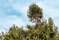 Gardener is cutting tall pine tree in the garden in winter Royalty Free Stock Photo