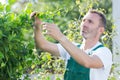 Gardener cutting trees with clippers Royalty Free Stock Photo