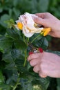 A gardener is deadheading rose bush with garden snips in summer garden