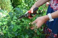 Gardener deadheading roses bush. Deadheading roses is one of the easiest forms of pruning roses