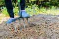 Gardener digging the earth over with a garden fork to cultivate the soil ready for planting in early spring. Royalty Free Stock Photo