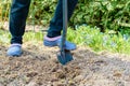 Gardener digging the earth over with a garden spade to cultivate the soil ready for planting in early spring. Royalty Free Stock Photo
