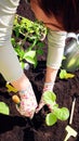 The gardener is digging in the ground planting seedlings in black soil. Close-up vertical photo of vegetable sprouts planting