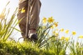 Gardener digging out weeds with pitchfork in the garden