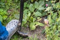 The gardener is digging with a shovel. A man works with garden flowers. Dahlias in the ground. Royalty Free Stock Photo