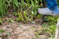 The gardener is digging with a shovel. A man works with garden flowers. Dahlias in the ground. Royalty Free Stock Photo