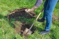 A gardener digs a hole in the ground with a shovel to plant a fruit tree in the garden in spring Royalty Free Stock Photo